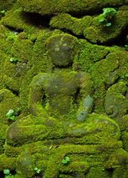 Moss covered buddha